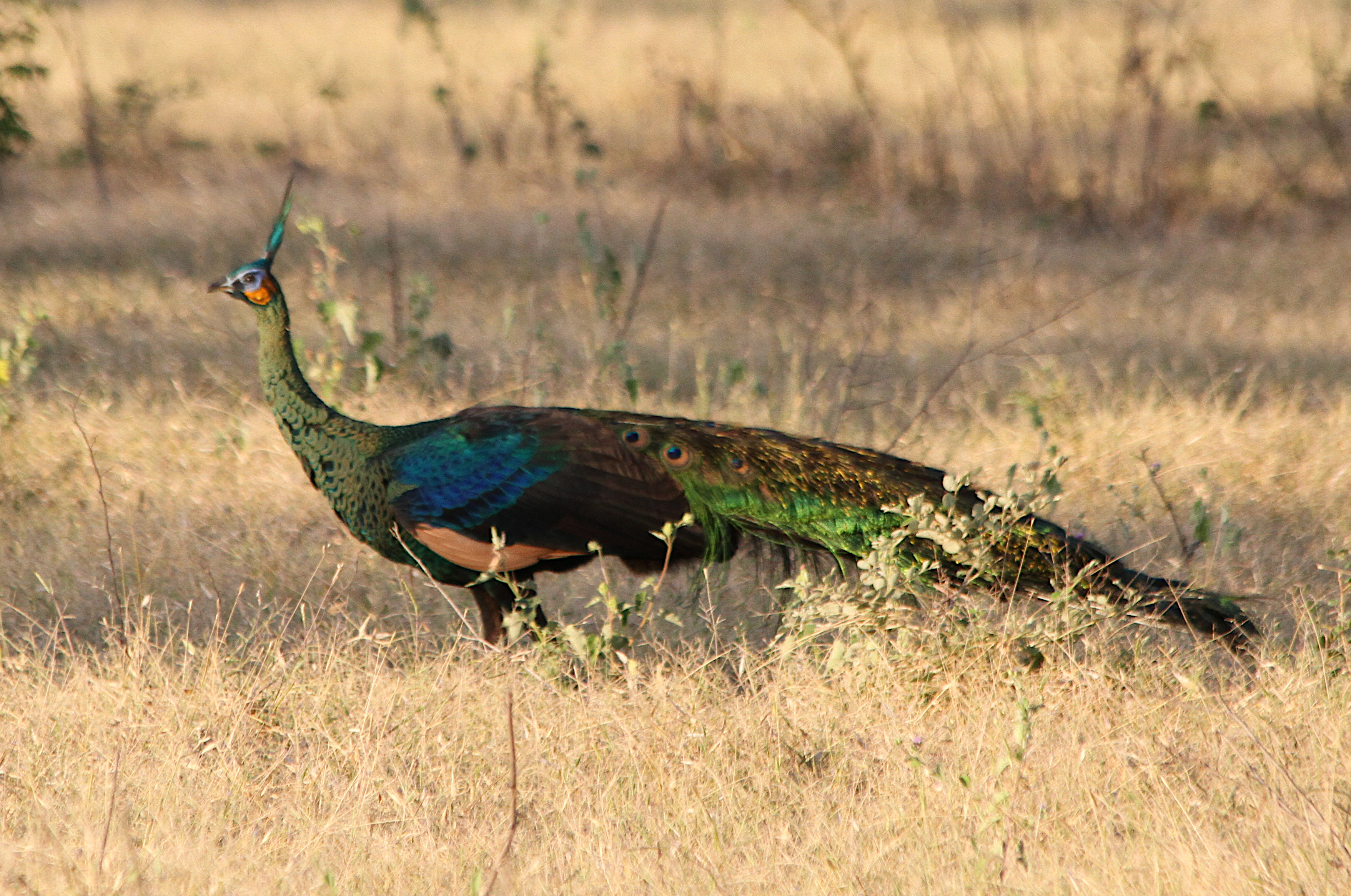 Pavo muticus muticus