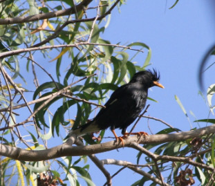 Acridotheres grandis