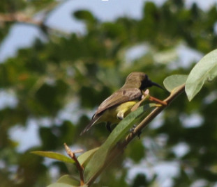 Anthreptes malacensi