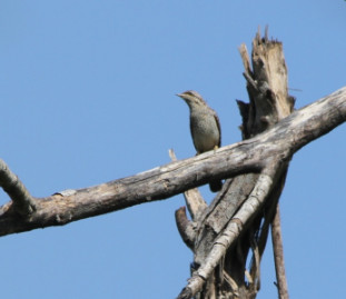 Coracina melaschistos