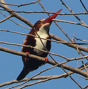 Halcyon smyrnensis