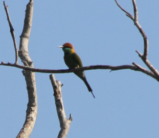 Merops orientalis