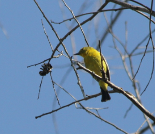 Oriolus chinensis