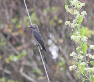 Pericrocotus divaricatus