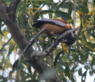 Rufous Treepie