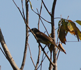 Sturnus burmannicus