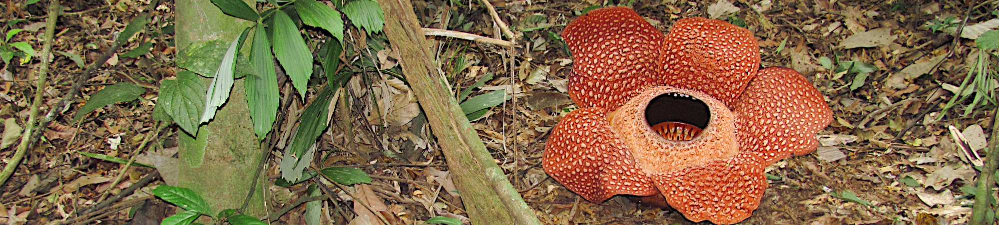 Bukit Barisan