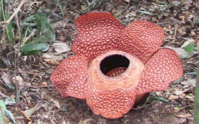 Rafflesia arnoldii