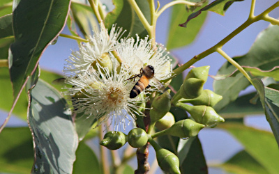 Eucalyptus urophylla