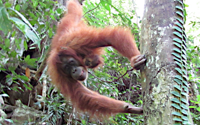 Orang-outan