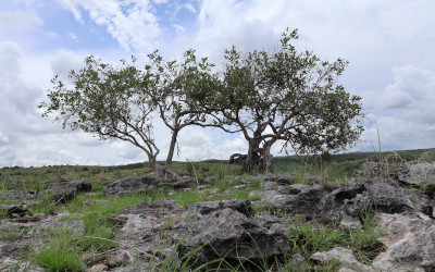 Forêts équatoriales