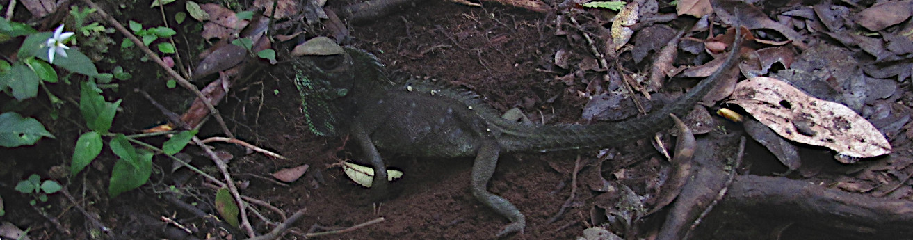 Gonocephalus chamaeleontinus