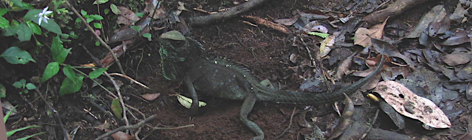 Gonocephalus chamaeleontinus