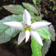 Argostemma uniflorum