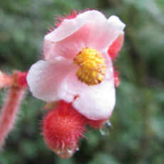 Begonia beccariana