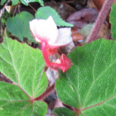 Begonia baviensis