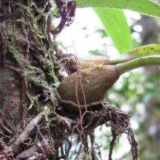 Bulbophyllum sp.