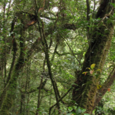 Basse forêt profonde