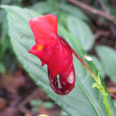 Impatiens rubriflora