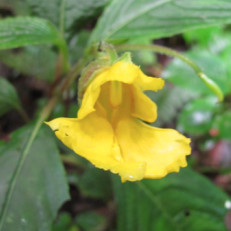 Impatiens tribuana