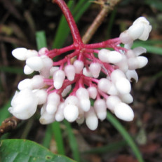 Medinilla sp.