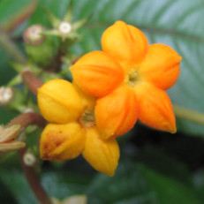 Mussaenda macrophylla
