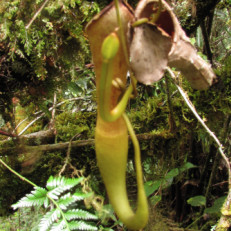 Nepenthes sp.