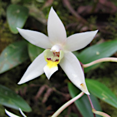 Coelogyne