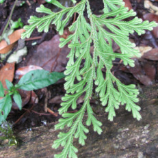 Selaginella sp.