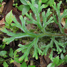 Selaginella sp.