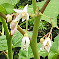 Solanum betaceum