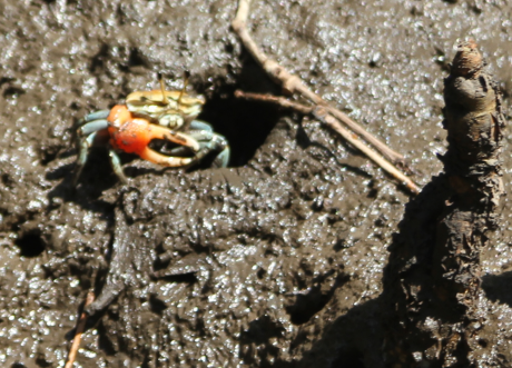 Tubuca coarctata