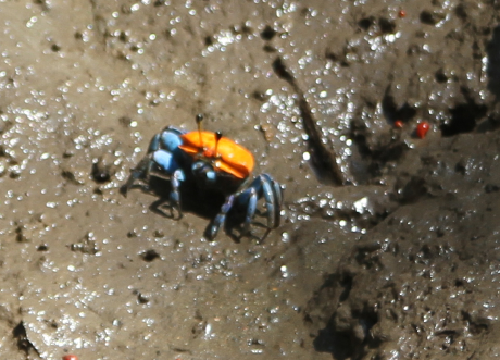 Tubuca coarctata