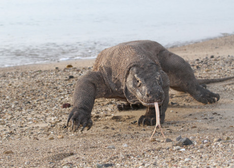 Le dragon de Komodo