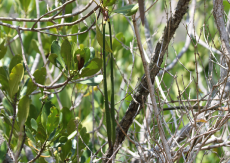 Ceriops tagal