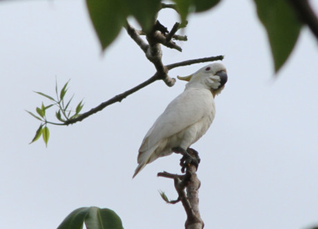 Cacatua sulphurea