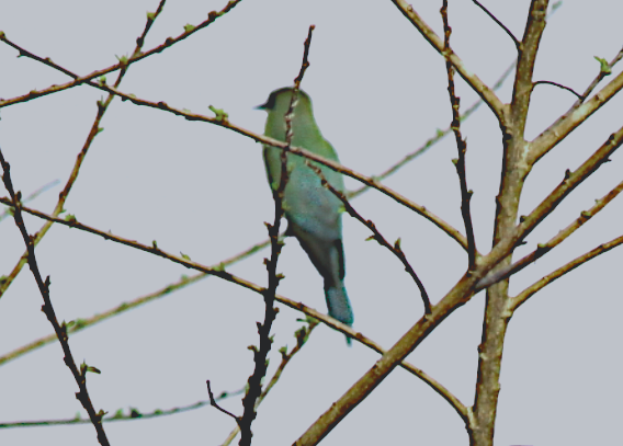 Merops viridis