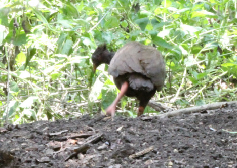 Megapodius reinwardt