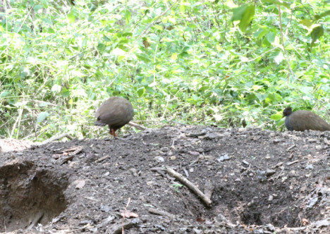 Megapodius reinwardt