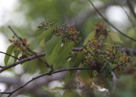 Grewia eriocarpa