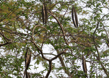 Oroxylum indicum