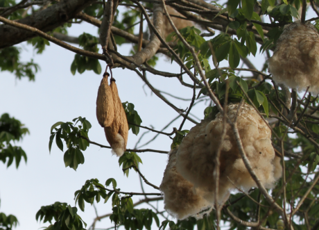 Ceiba pentandra