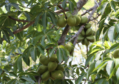 Sterculia foetida
