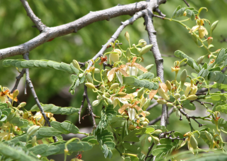 Tamarindus indica