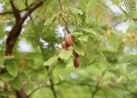 Tamarindus indica