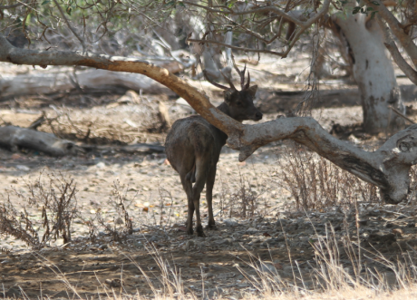 Rusa timorensis