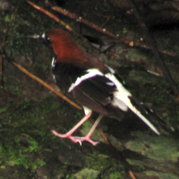 Enicurus ruficapillus