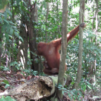 Orang-outan