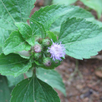 Ageratum conyzoides