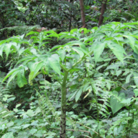 Amorphophallus